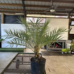 Sylvester Date Palm Sylvester Date Palm