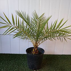 Sylvester Date Palm Sylvester Date Palm