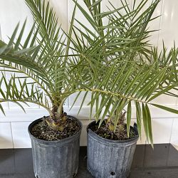 Sylvester Date Palm Sylvester Date Palm
