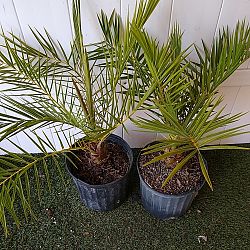 Sylvester Date Palm Sylvester Date Palm