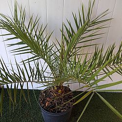 Sylvester Date Palm Sylvester Date Palm