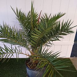 Sylvester Date Palm Sylvester Date Palm