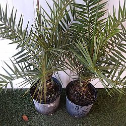 Sylvester Date Palm Sylvester Date Palm