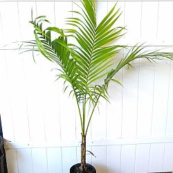 Ivory Cane Palm Ivory Cane Palm