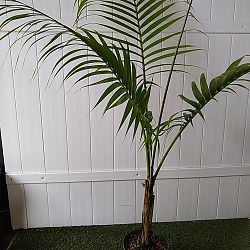 Ivory Cane Palm Ivory Cane Palm