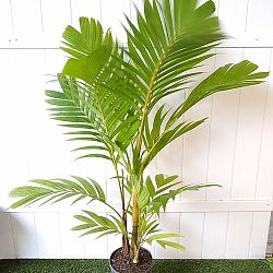 Ivory Cane Palm Ivory Cane Palm