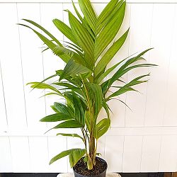 Ivory Cane Palm Ivory Cane Palm