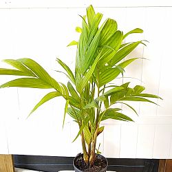 Ivory Cane Palm Ivory Cane Palm