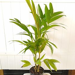 Ivory Cane Palm Ivory Cane Palm