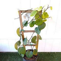 Piper nigrum, Black Pepper Vine Piper nigrum, Black Pepper Vine