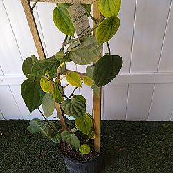 Piper nigrum, Black Pepper Vine Piper nigrum, Black Pepper Vine