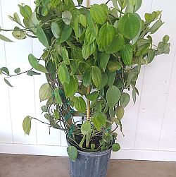 Piper nigrum, Black Pepper Vine Piper nigrum, Black Pepper Vine