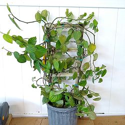 Piper nigrum, Black Pepper Vine Piper nigrum, Black Pepper Vine