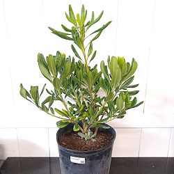 Green Japanese Cheesewood Green Japanese Cheesewood