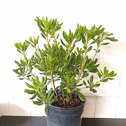 Green Japanese Cheesewood Green Japanese Cheesewood