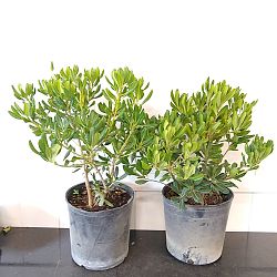 Green Japanese Cheesewood Green Japanese Cheesewood