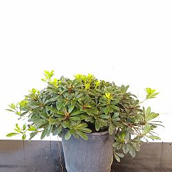 Green Japanese Cheesewood Green Japanese Cheesewood