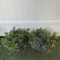 Green Japanese Cheesewood Green Japanese Cheesewood