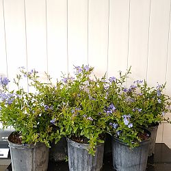 Plumbago Auriculata 'Imperial Blue', Cape Leadwort Plumbago Auriculata 'Imperial Blue', Cape Leadwort