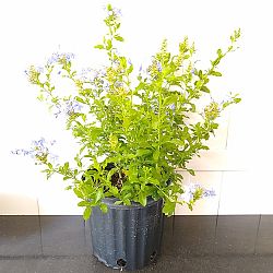 Plumbago Auriculata 'Imperial Blue', Cape Leadwort Plumbago Auriculata 'Imperial Blue', Cape Leadwort