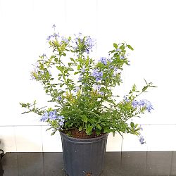 Plumbago Auriculata 'Imperial Blue', Cape Leadwort Plumbago Auriculata 'Imperial Blue', Cape Leadwort