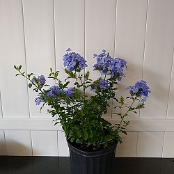 Plumbago Auriculata 'Imperial Blue', Cape Leadwort Plumbago Auriculata 'Imperial Blue', Cape Leadwort