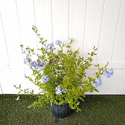 Plumbago Auriculata 'Imperial Blue', Cape Leadwort Plumbago Auriculata 'Imperial Blue', Cape Leadwort