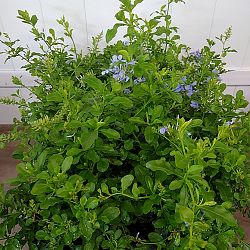 Plumbago Auriculata 'Imperial Blue', Cape Leadwort Plumbago Auriculata 'Imperial Blue', Cape Leadwort