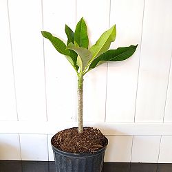 Plumeria obtusa 'Dwarf Singapore Pink', Frangipani 'Dwarf Singapore Pink' Plumeria obtusa 'Dwarf Singapore Pink', Frangipani 'Dwarf Singapore Pink'
