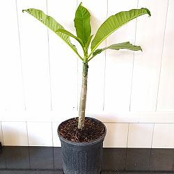 Plumeria obtusa 'Dwarf Singapore Pink', Frangipani 'Dwarf Singapore Pink' Plumeria obtusa 'Dwarf Singapore Pink', Frangipani 'Dwarf Singapore Pink'