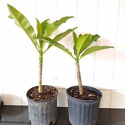 Plumeria obtusa 'Dwarf Singapore Pink', Frangipani 'Dwarf Singapore Pink' Plumeria obtusa 'Dwarf Singapore Pink', Frangipani 'Dwarf Singapore Pink'