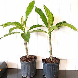 Plumeria obtusa 'Dwarf Singapore Pink', Frangipani 'Dwarf Singapore Pink' Plumeria obtusa 'Dwarf Singapore Pink', Frangipani 'Dwarf Singapore Pink'