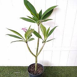 Plumeria obtusa 'Dwarf Singapore Pink', Frangipani 'Dwarf Singapore Pink' Plumeria obtusa 'Dwarf Singapore Pink', Frangipani 'Dwarf Singapore Pink'