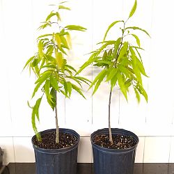 Indian Mast Tree Indian Mast Tree