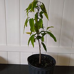 Indian Mast Tree Indian Mast Tree