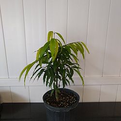 Indian Mast Tree Indian Mast Tree