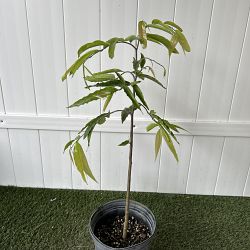 Indian Mast Tree Indian Mast Tree