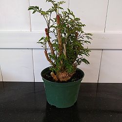 Ming Aralia Ming Aralia