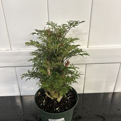 Ming Aralia Ming Aralia
