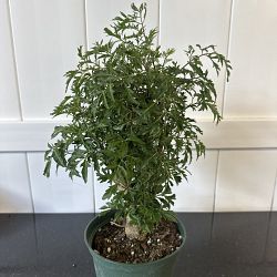 Ming Aralia Ming Aralia