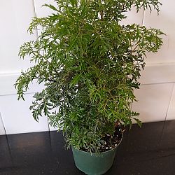 Ming Aralia Ming Aralia
