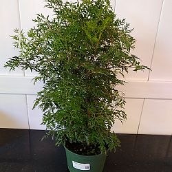 Ming Aralia Ming Aralia
