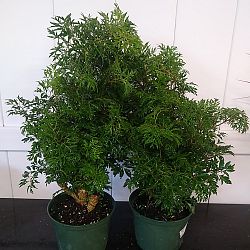 Ming Aralia Ming Aralia