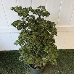 Ming Aralia Ming Aralia