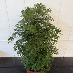 Ming Aralia Ming Aralia