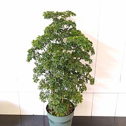 Parsley Aralia Parsley Aralia