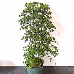 Parsley Aralia Parsley Aralia