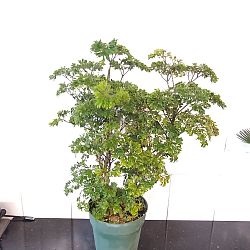 Parsley Aralia Parsley Aralia