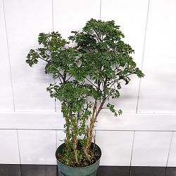 Parsley Aralia Parsley Aralia