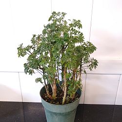 Parsley Aralia Parsley Aralia